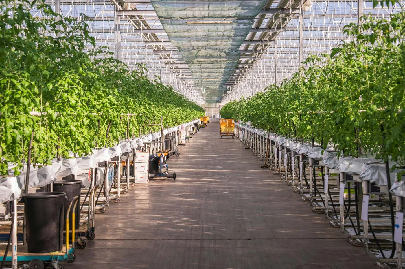 Professional greenhouse horticulture environment by NPN International BV with NzymRugo cleaning solutions for cultivation systems